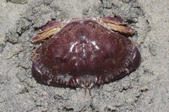 Metacarcinus anthonyi