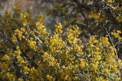 Tetragonia fruticosa