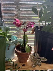 Phalaenopsis