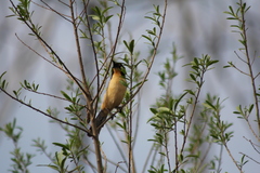 Donacobius atricapilla
