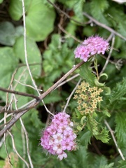 Spiraea