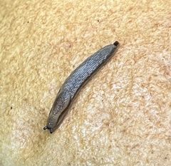 Arion hortensis
