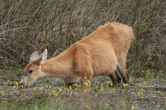 Blastocerus dichotomus