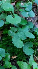 Chrysosplenium alternifolium