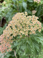 Spiraea