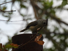 Baeolophus atricristatus