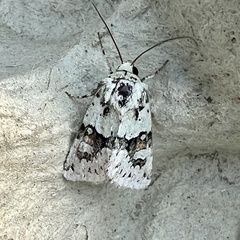 Lacinipolia implicata