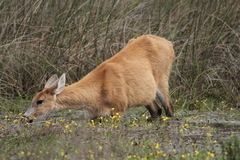 Blastocerus dichotomus