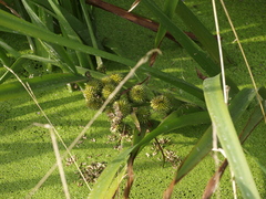 Sparganium erectum