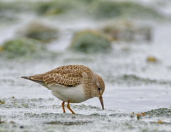 Calidris temminckii