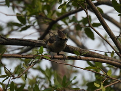 Baeolophus atricristatus