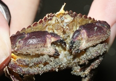 Metacarcinus anthonyi