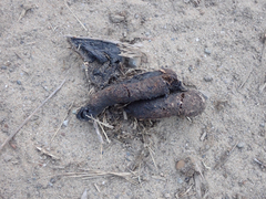 Urocyon cinereoargenteus