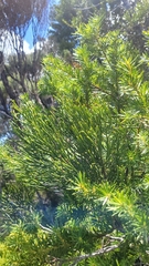 Halocarpus kirkii