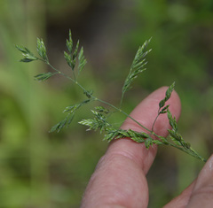 Poa pratensis
