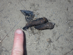 Urocyon cinereoargenteus