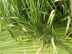 Sparganium erectum