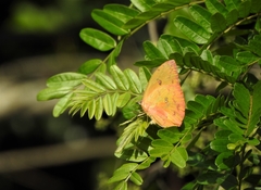 Phoebis philea philea