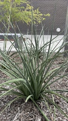 Hesperaloe