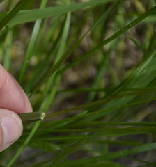 Poa pratensis