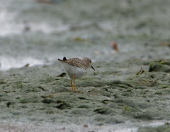 Calidris temminckii