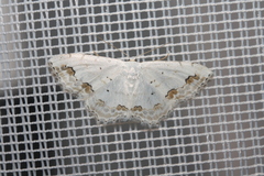 Scopula ornata