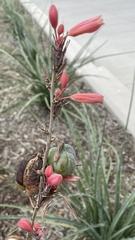 Hesperaloe