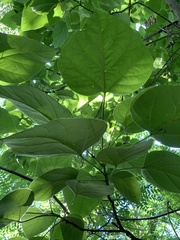 Catalpa speciosa