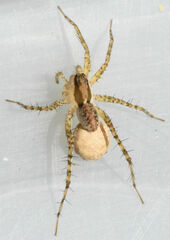 Pardosa atlantica