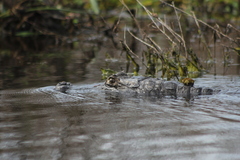Caiman yacare