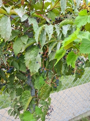 Parthenocissus inserta