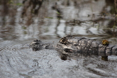 Caiman yacare