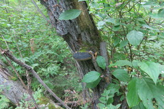 Phellinus nigricans