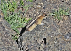 Callospermophilus lateralis