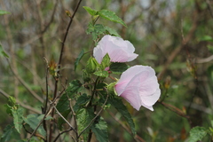 Hibiscus striatus