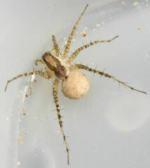 Pardosa atlantica