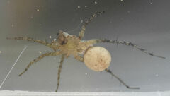 Pardosa atlantica