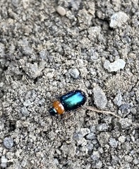 Gastrophysa polygoni