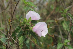 Hibiscus striatus