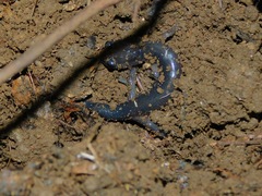 Plethodon