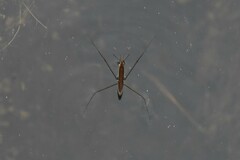 Limnoporus notabilis