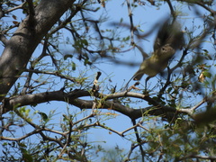 Vireo