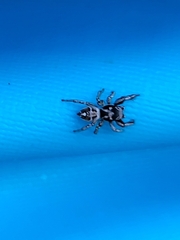 Habronattus coecatus