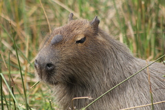 Hydrochoerus hydrochaeris