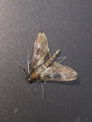 Desmia