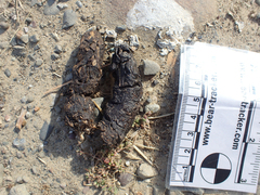 Urocyon cinereoargenteus