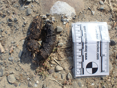 Urocyon cinereoargenteus