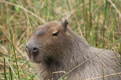 Hydrochoerus hydrochaeris