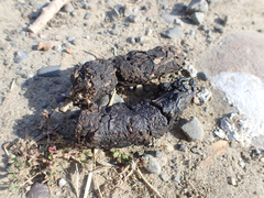 Urocyon cinereoargenteus