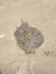 Catostylus tagi
